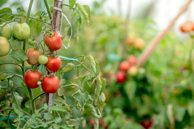 Ripe red yellow green tomatoes in the garden organic agriculture