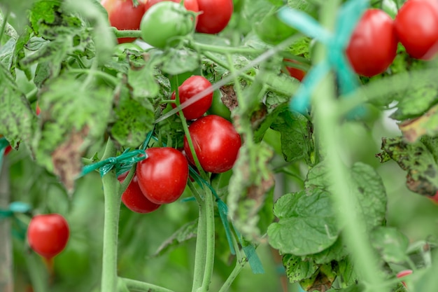 Ripe red yellow green tomatoes in the garden organic agriculture