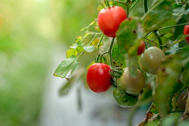 Ripe red yellow green tomatoes in the garden organic agriculture