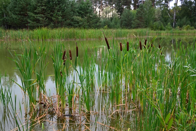 ripe reeds on the edge of the pond in the pine forest, close-up