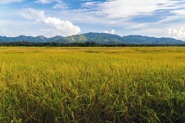 Ripe rice field and mountain natural scenery