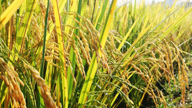 Ripe rice in a paddy field thai rice field