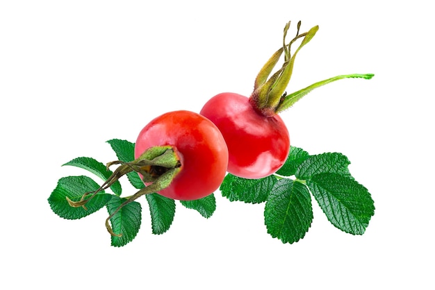 Ripe rose hips isolated on white background