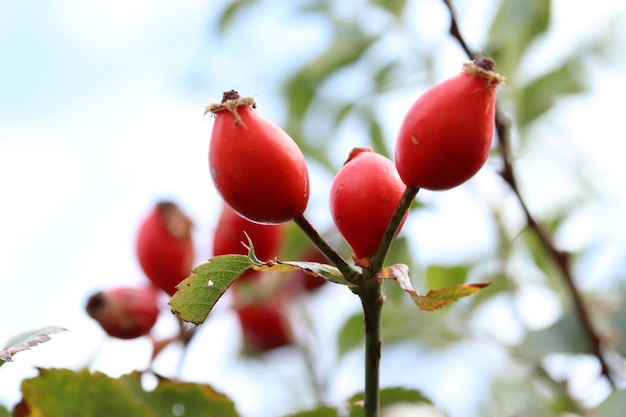 Ripe rosehip fruit on the branches of the bush