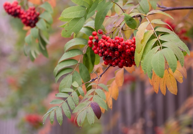 Ripe rowan berries and colorful rowan leaves in autumn Medicinal plant Beauty of nature Autumn background