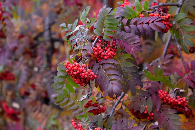 Ripe rowan berries and colorful rowan leaves in autumn Medicinal plant Beauty of nature Autumn background