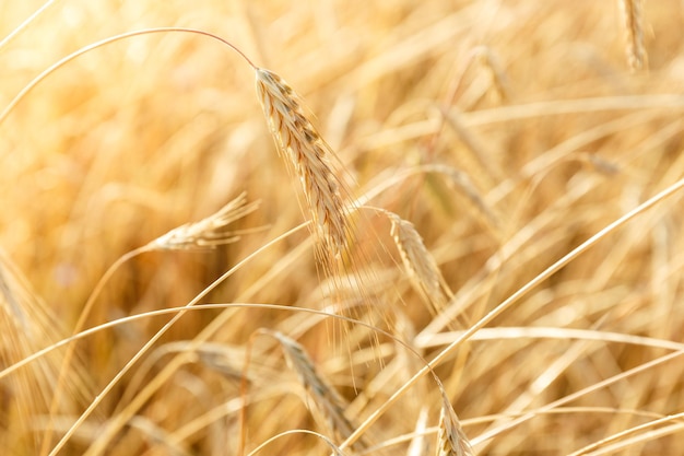 Ripe rye ears on a farm field