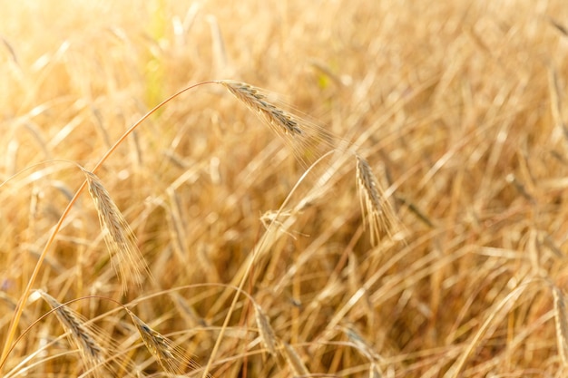 Ripe rye ears on a farm field