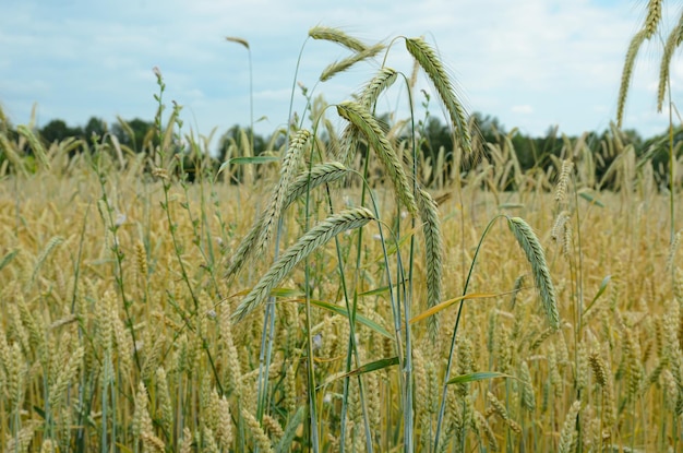 ripe rye ears in a field under the sun