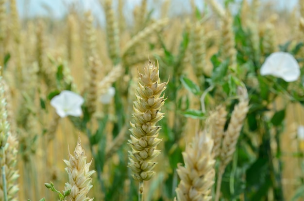 ripe rye ears in a field under the sun