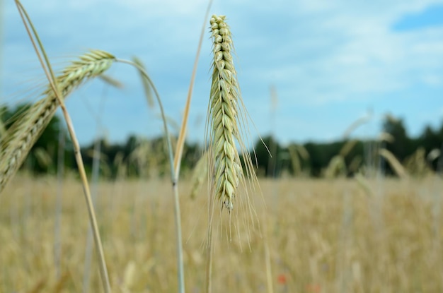 ripe rye ears in a field under the sun