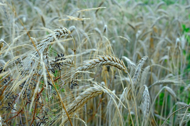 ripe rye ears in the field