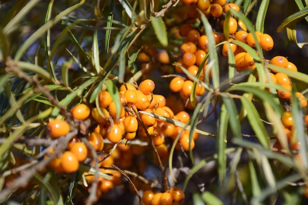 Ripe sea buckthorn on the branches closeup Ulyanovsk Russia