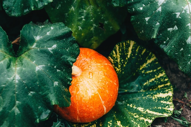 Ripe small farmer ecologically clean pumpkins of different varieties