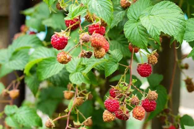 Ripe and soon ripe raspberries on a branch of a raspberry