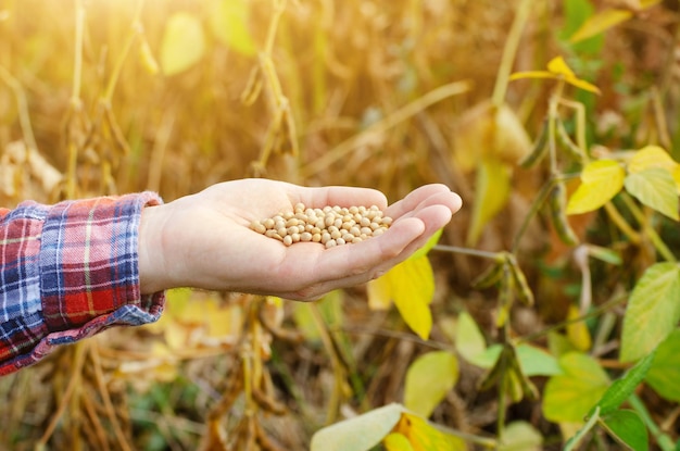 Ripe soy beans in human hand with dry pods at background evening sunset summer time