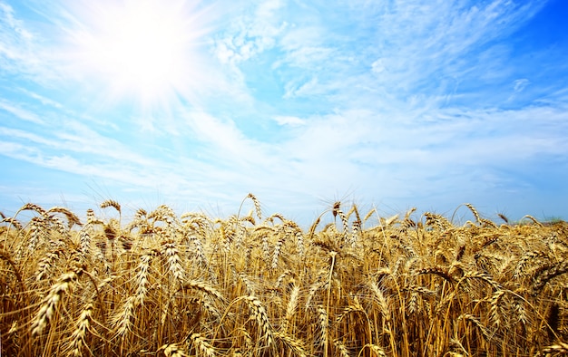 Ripe spikelets of wheat against the blue sky