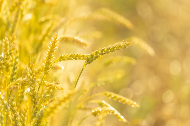 Ripe spikelets of wheat great harvest Ears of golden wheat background Copy space