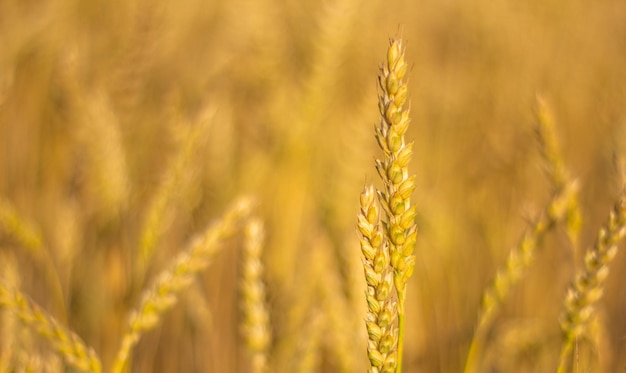 Ripe spikelets of wheat on a sunny day great harvest Ears of golden wheat close upbackground