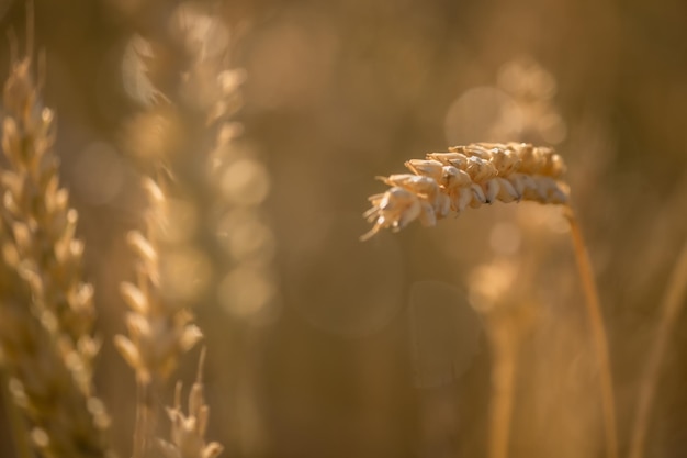 Ripe spikelets of wheat on a sunny day great harvest Ears of golden wheat close upbackground