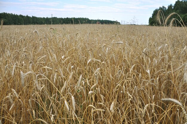 Ripe spikelets of yellow wheat stand in the field.