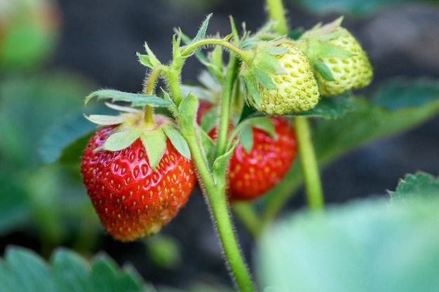 Ripe strawberries in the garden, close up. Harvesting concept