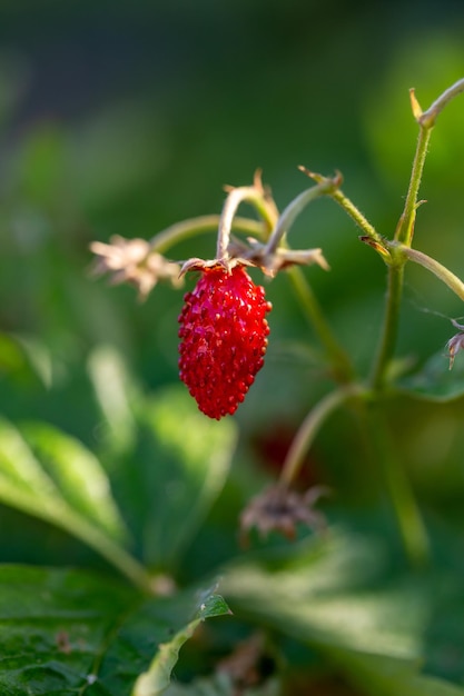 Ripe strawberries on a green background on a summer sunny day macro photography