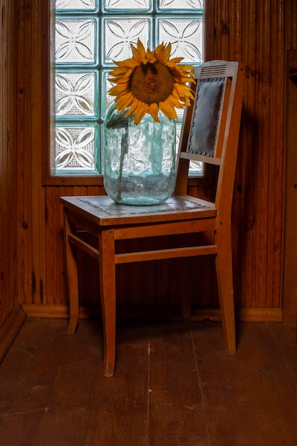 Ripe sunflower in a glass jar in front of the window on a chair