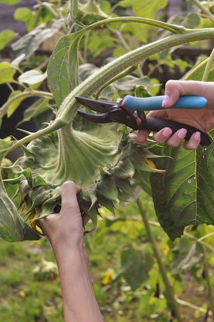 The ripe sunflower is cut and cleaned for processing.