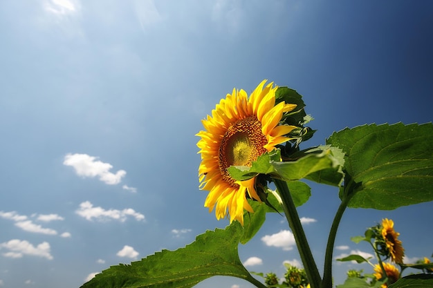 Ripe sunflower with green leaves against a blue sky