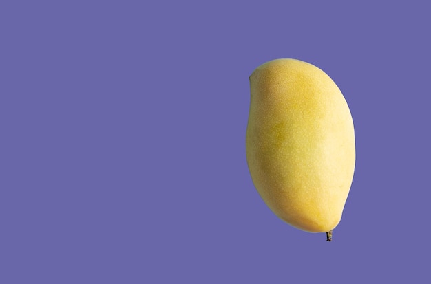 Ripe sweet yellow mango fruit over background toned in Very Peri color - color of the year 2022.