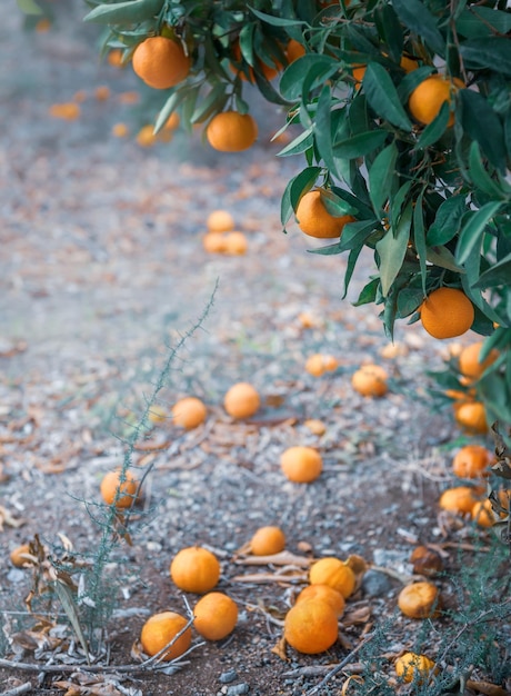 Ripe tangerine fruits on a branch and lying under a tree in citrus orchard, vertical shot