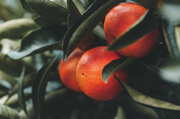 Ripe tangerine on a tree branch surrounded by green leaves