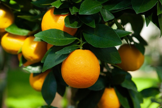 Ripe tangerines on a tree branch.