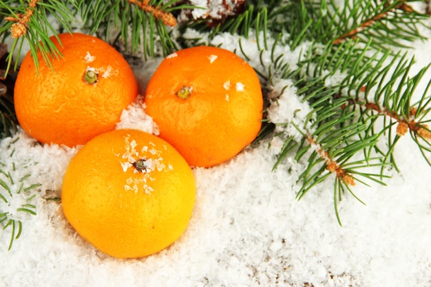 Ripe tangerines with fir branch in snow close up