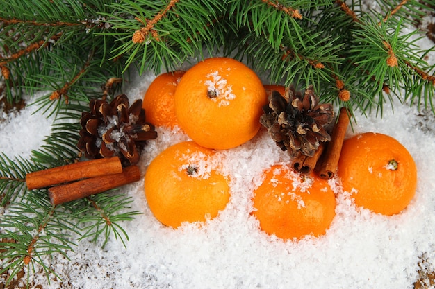 Ripe tangerines with fir branch in snow close up