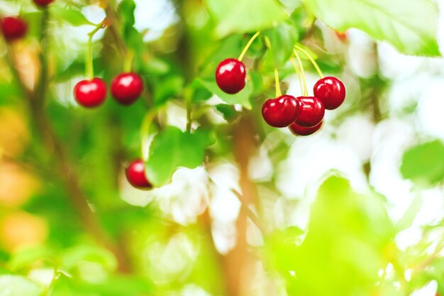 Ripe tasty cherries on branch on sunny day