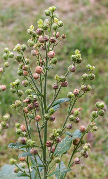 Ripe tobacco seeds grow on a tobacco bush in a tobacco farm tobacco cultivation concept