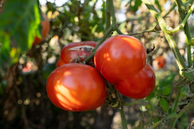 ripe tomato on a bush. growing large tomatoes