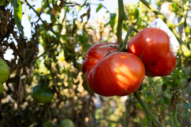 ripe tomato on a bush. growing large tomatoes