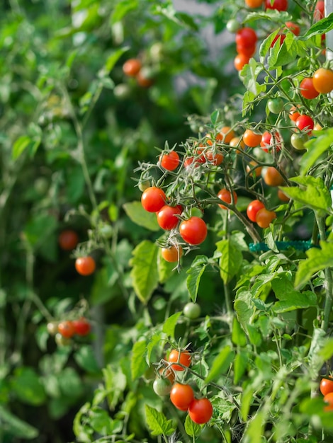 Ripe tomato plant growing Fresh bunch of red natural tomatoes on a branch in organic vegetable garden