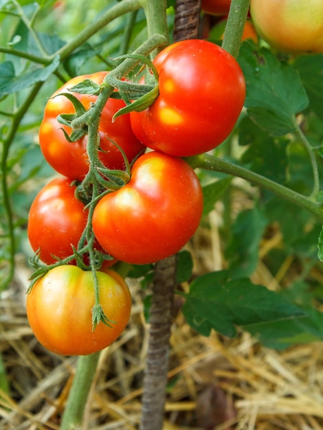 Ripe tomatoes growing on bush in the garden