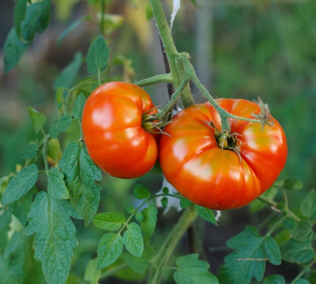 Ripe tomatoes growing on bushes in the garden