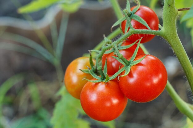 Ripe tomatoes growing on bushes in the garden