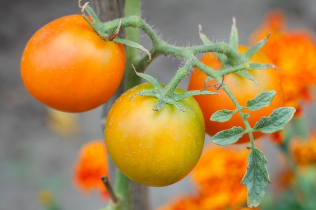 Ripe tomatoes growing on bushes in the garden