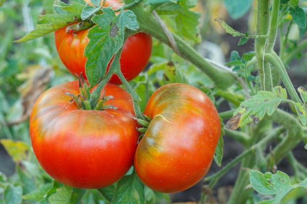 Ripe tomatoes growing on bushes in the garden