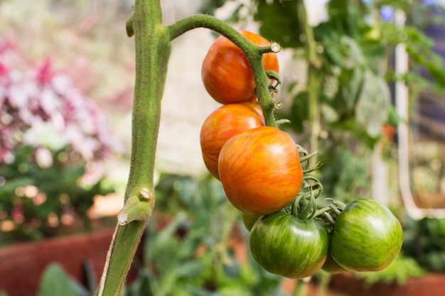 Ripe tomatoes on a vine growing on a garden in greenhouse 