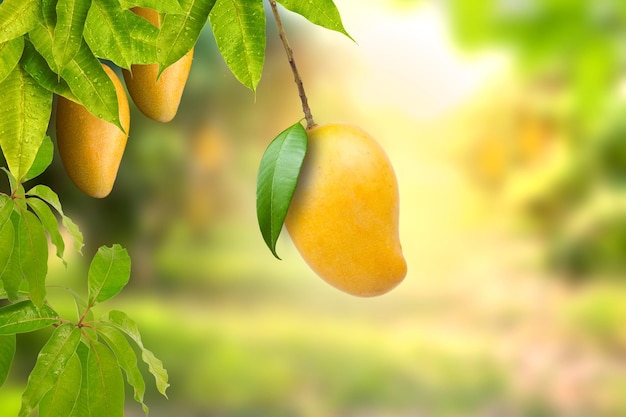 Ripe tropical mango fruit on tree at farm