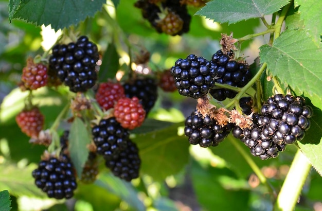 Ripe and unripe blackberries on blackberry bush in the garden close up.Healthy food or diet concept.