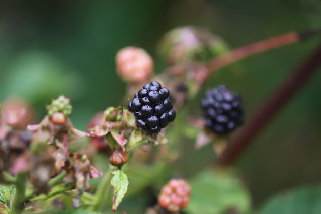 Ripe and unripe blackberry fruits on the bush close up